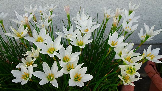 花・花・花・・・TVの古着のCMではないが、この時期花が多く咲いている防災公園・・・市バスの乗り継ぎが上手くいかない・・・笹原公園へ懲りずに行ってきました。<br /><br />8時頃に家を出て、伊丹市バスのバス停「荒牧北」から乗り、伊丹病院前で下車するまでは順調に行きますが、ここから市バスの「小井内」バス停まで歩き、乗り換えなくてはならない。<br />急いで、バスを降り乗り換えの小井内バス停まで歩きましたが、100mほど手前でバスが来て、慌てて小走りで走り出しました。<br />バスはバス停にとまり、乗り降りの乗客がなく、ドアを開けて待っている。声は出さなかったが、小走りで走りながら手を振り待ってくれ!!の合図を送る。やっと、車両の後ろに来たと思ったら、なななんと・・・出てしまった。<br />こんな意地悪ははじめて、過去に何回も待ってくれて乗れた経験があるが、バスに触れるところまで走ったのに、知らん顔して出て行ってしまった。半端でない汗が流れ、一気に疲れと汗が噴き出した。バス停には頭の上に雨と日除けの天井があるが、次のバスまで30分以上。仕方なく歩き始めたが疲れたので、次の摂陽小学校前のバス停で後のバスを待つことにしました。<br /><br />笹原公園・・・行くときのバスは乗り継ぎが上手くいかないが、帰りの時は比較的スムースで今回は、少し待ち時間があったので、次のバス停まで歩き、阪急伊丹駅行きが来て、阪急で乗り換えスムーズに帰宅できました。<br /><br />写真が多いので8冊に成っています。<br /><br />写真は、タマスダレ。<br />