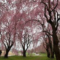 2019 GW・みちのく桜の名所を巡る旅 （１）