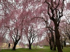 2019 GW・みちのく桜の名所を巡る旅 （１）