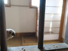 道東の大自然を巡る旅　with ゴエモン　part4　監獄の文鳥