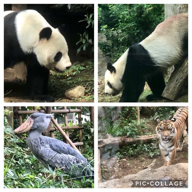 動物園パート1はこちらです。<br />https://4travel.jp/travelogue/11539361<br /><br />上野動物園<br /><br />シャンシャンが返還される前に見ておきたかったのと、<br />11月から運休に入りそのまま廃止も噂されるモノレールにも<br />乗っておこうと(#^.^#)<br /><br />東園⇒西園でモノレールにのったけど<br />リーリーも先程は見れなかったしリベンジすることに<br /><br />モノレールに再度乗り東園駅からパンダ舎へ<br /><br />今回は列は無くサクサク進みました。<br /><br />ところがシャンシャンはお昼寝中ZZZ<br />リーリーは見れました。(#^.^#)<br /><br /><br />