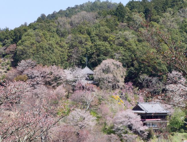 2019.4奈良出張，吉野，桜を満喫，そして名古屋へ3 -吉野山中千本　温泉谷から登る　五郎兵衛茶屋から猿引坂