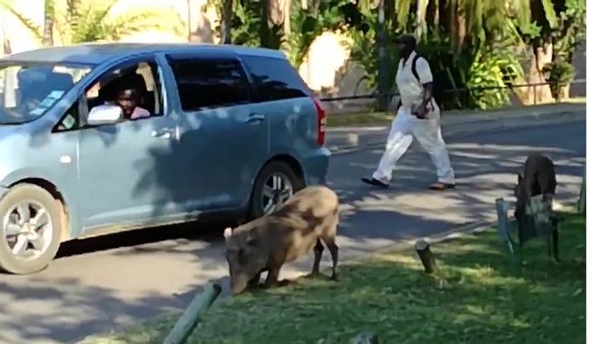 女一人旅。ビクトリアフォールズの街歩きの日。町を普通に歩く動物、奇妙な実がなる木、病院や消防署など。