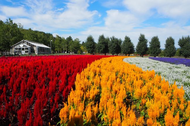 すごい残暑で家に居ても暑い。<br />それなら久しぶりに、晴天の花畑へ行きますか!ということになり、そして美味しいものを食べてこようと、プチトリップに出たのでした。