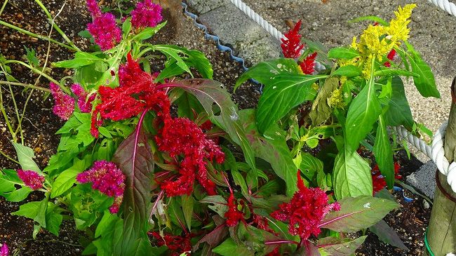 その4からの続きです。<br /><br />写真は、ケイトウの花。