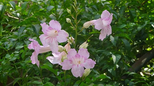 その7からの続きです。<br /><br />写真は、薄い紫色のノーゼンカズラのようです。この他に黄色のノーゼンカズラは、1週間後の花博公園で見つけて写真の撮影をしました。<br />