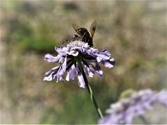 ２０１９年９月初め、夏の花もおわりに近い〝六甲高山植物園”へひと時の避暑を兼ねて訪れます！