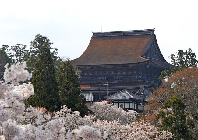 2019.4奈良出張，吉野，桜を満喫，そして名古屋へ6-みたらしだんご，西澤屋のそば定食，大和八木に帰る