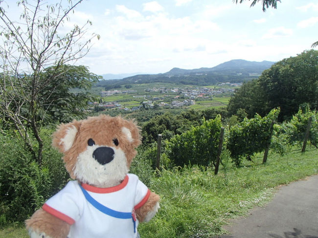 2019年の夏休みは青春18きっぷを使って山梨・長野へ。<br />青春18きっぷで利用できる快速列車&観光列車、ワイナリー巡りと盛り沢山!<br />2日目はワイナリー1軒と軽井沢立ち寄り。<br /><2日目の主な旅程><br />小諸(8:14発)→長野(9:17着)しなの鉄道・長野行<br />(乗り換えなし。行き先が妙高高原行に変更)<br />長野(9:22発)→牟礼(9:45着)しなの鉄道北しなの線・妙高高原行<br />↓<br />牟礼で下車して無料送迎バスでサンクゼールワイナリーへ<br />↓<br />サンクゼールワイナリーから無料送迎バスで牟礼へ<br />↓<br />牟礼(15:14発)→長野(15:38着)しなの鉄道北しなの線・長野行<br />(長野で軽井沢行に乗り換え)<br />長野(15:43発)→軽井沢(17:12着)しなの鉄道・軽井沢行<br />↓<br />軽井沢到着後、駅周辺徒歩観光。<br />↓<br />軽井沢(19:26発)→小諸(19:50着)しなの鉄道・小諸行<br />↓<br />小諸到着後、ホテルへ<br /> <br />※2日目はJRを利用せず、しなの鉄道フリーパスを利用