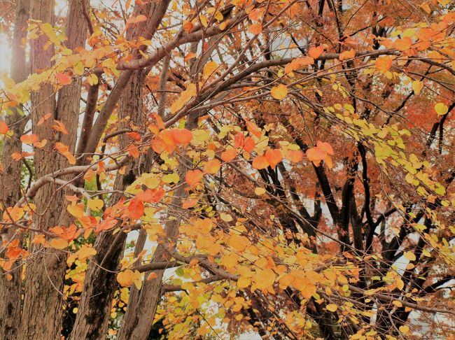 今年は猛暑続きで、いつになったら涼しい秋がやってくるのでしょうか？<br />そろそろ秋らしい空気の中で秋らしい景色が見たいですよね！！<br />去年の上野公園界隈の写真を引っ張り出して「秋よ来い！！早く来い」と願いを込めながら眺めています。<br />写真はデジイチとスマホの画像入り混じり。最近デジイチの調子が悪いんですよね～(=_=)<br />宜しければご一緒に眺めて頂けたら嬉しいです♪<br /><br />　　　　　　　　（２０１９．９．１０　記）<br /><br /><br />