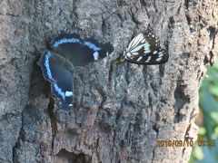 森のさんぽ道で見られた蝶(47)ゴマダラチョウ、ミドリヒョウモン、ムラサキシジミその他