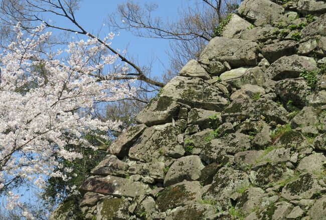 2018春、四国の日本百名城(19/42)：3月26日(9)：宇和島城(2)：野草と樹木、天守へ