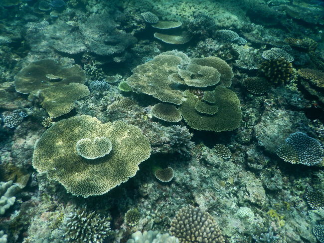 ここまで悪天候とサバイバルの日々でイマイチ南の島感が薄くてサーセン！<br />やっときらびやかな更新できます三日目です。<br />昨日一緒に泳いだ子は朝活しながら帰ってゆきました！<br />ひとりまたひとりと去っていくのがこんなに寂しく感じたことはありません…<br />でも連絡先交換したからさ！！！<br /><br />今日は4トラで知り合ったご夫婦からおススメされていたオーシャントライブさんの大神島シュノーケルツアーが午後に予約されておりました！<br /><br />大変天候に恵まれ、めっちゃ晴れて！！おります！！<br />一気に楽園モードに切り替わりました！！<br /><br />もともと気に入ったらリピートもできるよう5日に予約してたんですけど、例によってそれどころではなくなったので、この日に振り替えてもらってました。<br />最高の大神島日和だぜーー！！！<br />とはいえ13時過ぎからなので時間がございます。<br /><br />島尻漁港はわりと遠いので余裕を持って出るついでにお気に入りのカフェでまったりしてやろうって魂胆でした。