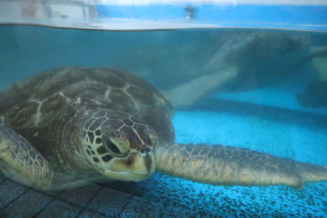 日本国内のラッコがいる水族館を巡る旅の第2段として <br />神戸の須磨海浜水族園へ行ってきました。<br />食べたかった神戸餃子もしこたま食べてきました。<br /><br />【1日目】<br />06:30羽田発 07:45神戸着 <br />生田神社→異人館→南京町→元町でランチ→ホテル→カワサキワールド→元町で餃子<br />【2日目】<br />ホテル→須磨海浜水族園→三宮駅周辺をプラプラ→空港<br />21:05神戸発 22:20羽田着<br /><br />
