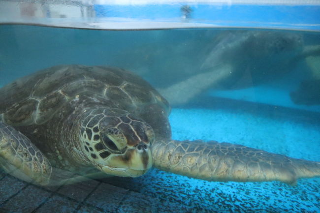 日本国内のラッコがいる水族館を巡る旅の第2段として　<br />神戸の須磨海浜水族園へ行ってきました。<br />食べたかった神戸餃子もしこたま食べてきました。<br /><br />【1日目】<br />06:30羽田発　07:45神戸着　<br />生田神社→異人館→南京町→元町でランチ→ホテル→カワサキワールド→元町で餃子<br />【2日目】<br />ホテル→須磨海浜水族園→三宮駅周辺をプラプラ→空港<br />21:05神戸発　22:20羽田着<br /><br />