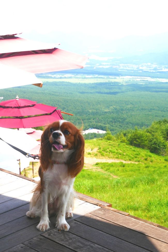 愛犬とおでかけしたくて夏休みにどこかに行こうと思い、見つけたのが清里テラス。<br />暑いので山梨の高原で涼んじゃおう！<br />標高1900ｍの場所に作られた「清里テラス」へいざ★