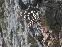 森のさんぽ道で見られた蝶(48)クロコノマチョウ、ゴマダラチョウ、テングチョウその他