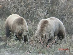 旅物語のJALチャター便でアラスカに（デナリ国立公園）