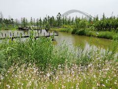 たぶん世界唯一！緑の郵便ポストがあった運河三湾風景区で黄菊花茶(300円)を飲んだ♪2019年６月中国 揚州・鎮江７泊８日(個人旅行)９２