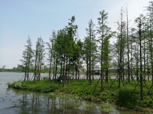 尾瀬のような湿地帯の木径は、途中でペンキが足りなくなったのか、派手な色に塗装されていた2019年６月中国 揚州・鎮江７泊８日(個人旅行)９３