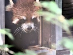 赤ちゃんゾウたちがいる市原ぞうの国に再訪（３）レッサーパンダのイチロウくんが元気そうで安心～アルビノのヤマアラシもいたその他の動物たち