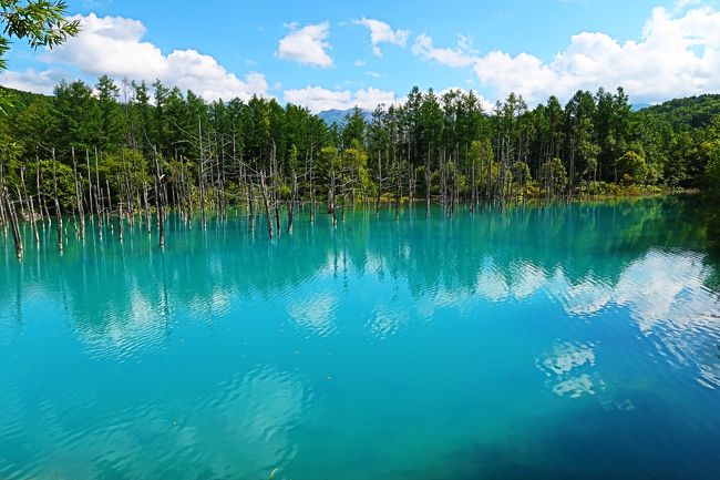 知り合いに会いに北海道の旅へ！２泊３日で北海道を車で旅してきました！！！！札幌や小樽には、過去にも行ったことがあるので、<br />今回は富良野中心の自然ばかりです。ひまわりあるかな。