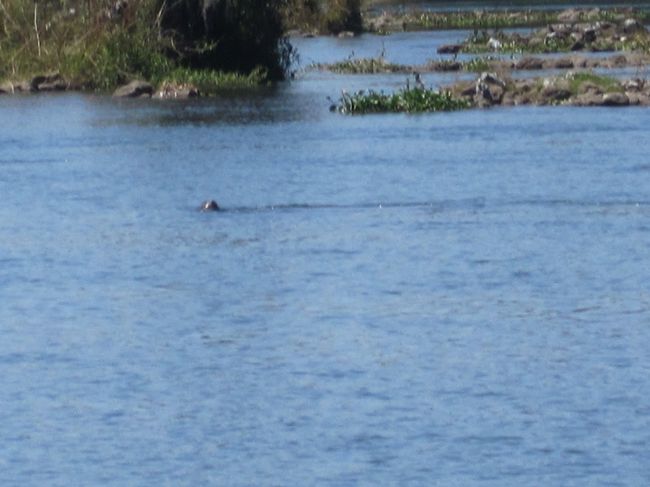 ボツワナのチョベ川ではボートサファリを遣りましたが、チョベ川がボツワナとナミビアの国境を流れているので、ナミビアの岸辺にもよりながらの観光となりました。<br /><br />あっちの岸辺、こっちの岸辺と移動しながら動物を探していました。<br /><br />ワニが岸辺に横たわっていたり、インパラが草を食んでいる所も見る事が出来ました。<br />遠くに像の群れが見えたり、バッファローがいたりと野生の生態を観察できました。<br /><br />正に自然が一杯でした。