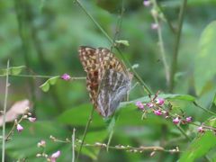 森のさんぽ道で見られた蝶(49)ミドリヒョウモン、クロコノマチョウ、ヒカゲチョウその他