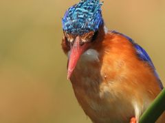 ボツワナ キャンプ サファリ１１日間（８日目）チョベ国立公園（リバーサイド）滞在