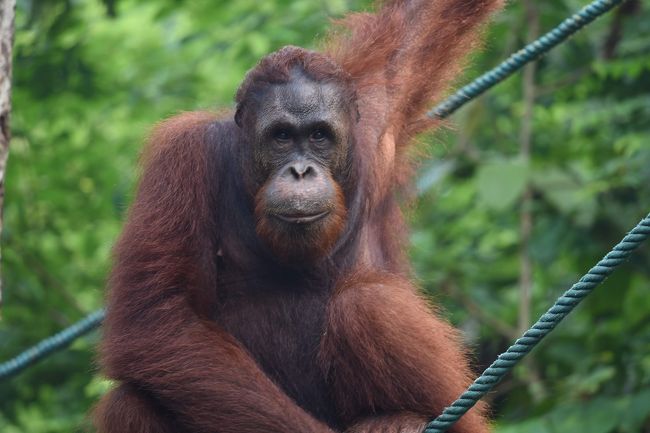 2019年9月、マレーシアのクチン(Kuching)に行ってきました。<br />メインの目的はオラウータン。昔はコタキナバルでも観れるところがあったようですが、今はマレーシアではサンダカン(Sandakan)とクチンだけ。ただし、現在のサンダカンは渡航禁止区域なので、実質クチンだけです。<br />オラウータンは野生ではなく、いわば半野生で、広大な敷地をもつオラウータンの保護センターで観る事ができます。ただし動物園とは違うので見れる保証はありません。午前と午後、二回の餌やりタイムがあり、運が良ければオラウータンが餌を食べにきます。<br /><br />クアラルンプール発着の2泊3日の日程ですが、オラウータンの他、トレッキング(グヌン ガディン国立公園、バコ国立公園)、街歩きもしました。<br /><br />グヌン ガディン国立公園は、ラフレシアが咲いていれば訪れる価値ありです。<br />バコ国立公園は、テングザル等々野生の動物をばっちり観ることが出来るので行く価値ありです。<br /><br />クチン、いいとこでしたが、最大の問題は、ヘイズ！！  いわゆる煙害で、空はもちろん真っ白ですが、山々も煙に覆われちゃってます。ヘイズは7月-10月にかけて特に問題になりますが、今回は特にひどかった…<br />できれば、ヘイズがない時期に行くのがおススメです。<br /><br />では、詳細は以下に。<br />