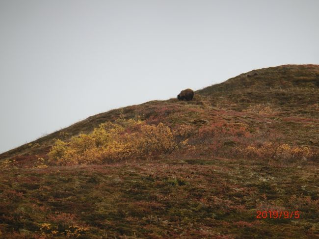 オーロラと動物と氷河（デナリ国立公園）in Alaska<br /><br />今日はグリズリーが見えました。<br />マッキンリーは見えなかなったが満足。<br /><br />①ウィルダネス アクセスセンター 案内所、カフェ、売店、ビデオ。<br />②ライリークリーク　針葉樹。<br />③サベージ川 ナキウサギ、砂利道になる。<br />④プリムローズリッジ 峠 16mile ドールシープ。<br />⑤サンクチュアリーリバー 22mile Toiletあり。<br />⑥テクラニカリバー 30mile 1時間15分、10分の休憩 トイレ。<br />⑦イーグルクリーク 右側にイーグル山、左側にカテドラル山、ドールシープ。<br />⑧セーブルパス セーブル山、グリズリー、登り坂。<br />⑨ポリクローム パス(極彩色の峠) 46mile 2.5h 10分休憩<br />　左側は断崖絶壁、Toklat riverとツンドラ、ホッキョクジリス、カリブー。<br />⑩トクラット V.C.  マッキンリー山、トイレ。<br />⑪ハイウエイパス 標高1213m グリズリー、オオカミ、フォックス、カリブー、ホッキョクジリス。<br />⑫Stony Hill (マッキンリー山のV.P.) 3.5h 61mile <br /> Mt. McKinley 6194m、ナキウサギ。<br />