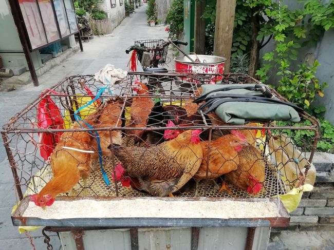 朝の巷には、生きた鶏をその場で捌いてくれる超新鮮な鶏肉店があった♪24時間図書館♪2019年６月中国 揚州・鎮江７泊８日(個人旅行)１０３