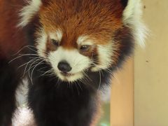 王子動物園　神戸でやっと（まともに）会えたね、野風ちゃん！！　みどりちゃん、次はフェニックスで会おうね！！　そして、ヨギ君、やすらかに・・・