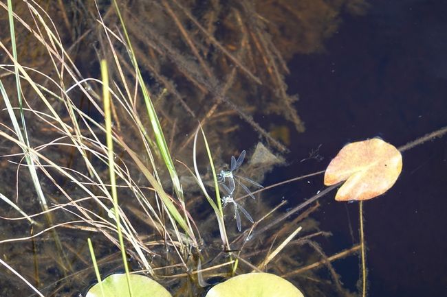 [承前]<br />鳩待峠から山ノ鼻まではルートマップのコースタイムどおりのちょうど一時間。立ち止まって周りを見回したり、シャッターを切ったり、のんびり歩いたつもりでしたが、そんなものかな。<br /><br />そしてようやく尾瀬ヶ原の西端にたどり着きました。さらにのんびり歩いてみましょう。<br /><br />湿原のあちこちに秋の花が咲いていますよ。<br /><br />いよいよ本格的に新しいカメラのテストが始まります。<br />[続く]