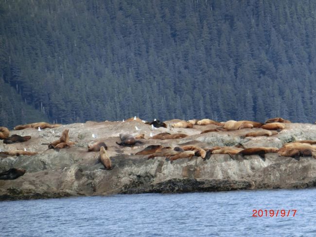 オーロラと動物と氷河（26氷河クルーズ）in Alaska<br /><br />最後の楽しみは26氷河クルーズです。<br />ウィティア港からの5時間のクルーズです。<br />ウィティアはアンカレッジから南へ96㎞で、6ｍの積雪があるそうです。<br /><br />26の氷河を見るそうですが、実際にはどの氷河かは分かりませんでした。<br />大学の名前が付いた氷河が多いそうです。<br />サプライズ氷河、ハリマン氷河、バリー氷河、コックス氷河、ハーバード氷河、エール氷河、ダートマス氷河、シアーズ氷河など。<br />氷河が落ちるところや海に映った氷河など素晴らしい景色を堪能した。<br /><br />また、動物に会えるのが楽しみです。<br />クジラはスワードからのキーナイフィヨルドクルーズに行かないと見えないそうです。<br />アザラシかアシカ、ラッコ、トド、数多くの野鳥 ミツユビカモメ　と<br />ベルーガ(白イルカ)ではないがイルカが見えました。<br />シャチは見たかったが会えなかった。<br /><br />船も揺れないし、ランチもまずまずだし、コーヒーと水は自由に飲めるし<br />氷河のオンザロックもウィスキー代を出せば飲める。<br /><br />楽しいクルーズだった。<br />