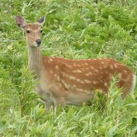 親子三人　網走・知床の旅（中編：たったの一日だけ知床の自然を垣間見る編）