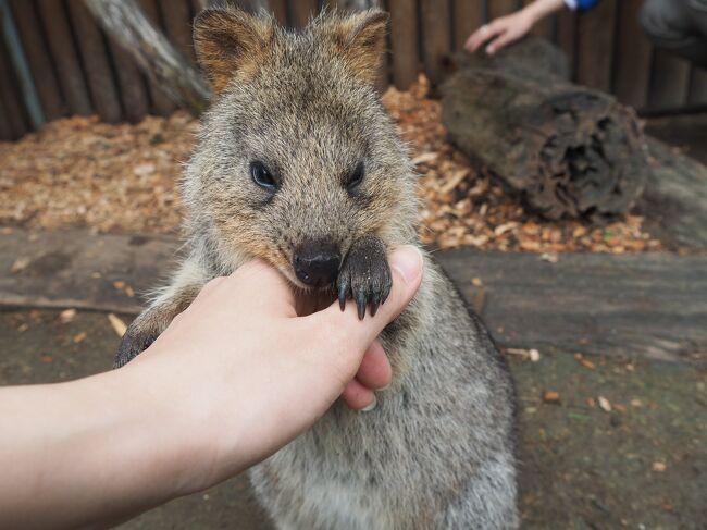 ３泊６日シドニーの旅 2016～５、６日目～タロンガ動物園VIPツアー、帰国