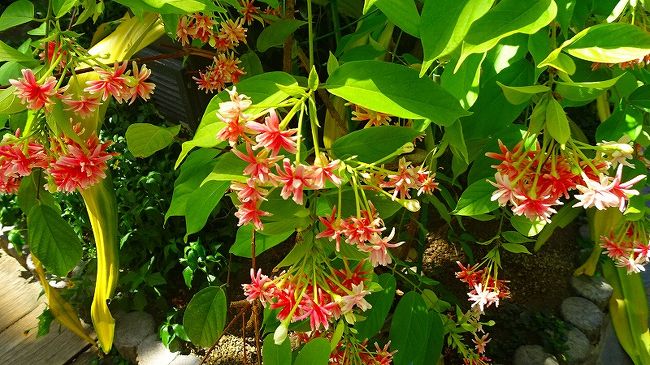 その3からの続きです。<br /><br />写真は、シクンシと云う花。