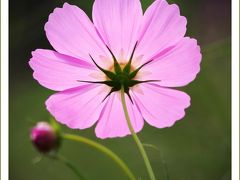 Solitary Journey［1108］秋の気配、高原を吹き抜ける風が畑一面のコスモスの花を揺らしていました。＜コスモス園＞広島県世羅町