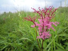 北八ヶ岳で出逢った花々