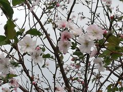 咲いてる桜見っけ