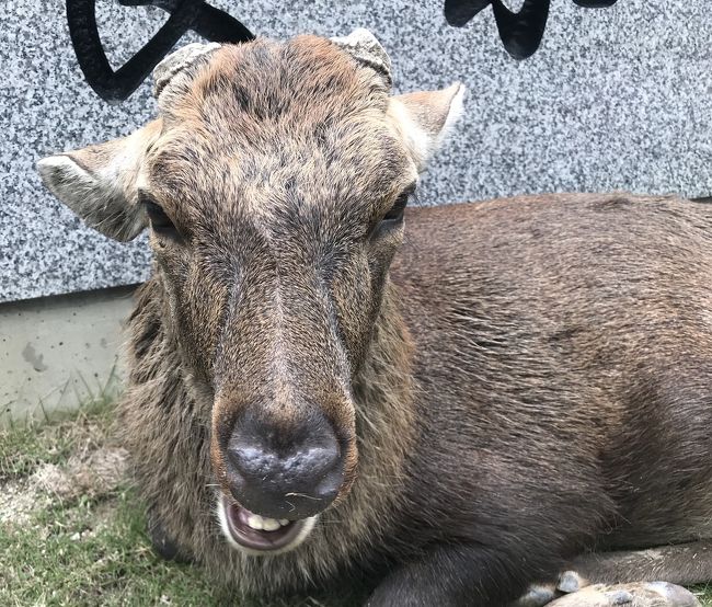 頑張れ奈良県の思いを込めて<br /><br />春日大社<br />奈良公園<br />東大寺<br />興福寺<br />奈良国立博物館<br />なら仏像館<br />二月堂盆踊り