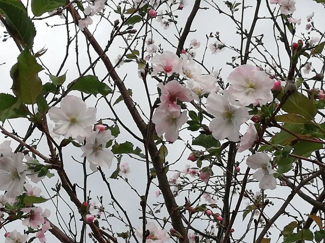 今年は桜が咲くのが早いのかな？<br />場所は常陸太田市郡戸公民館前です<br />