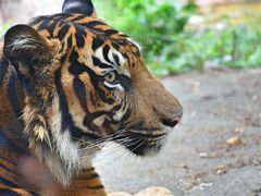 2019.9.13~14  上野動物園とお台場 その１ ～ 生まれてはじめてパンダを見た&#8252;️ ～