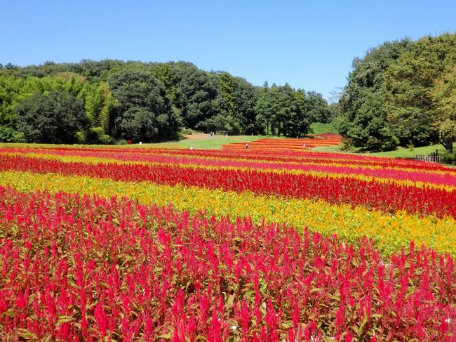 秋晴れと鮮やかなケイトウの絨毯に心が躍る♪♪　国営武蔵丘陵森林公園