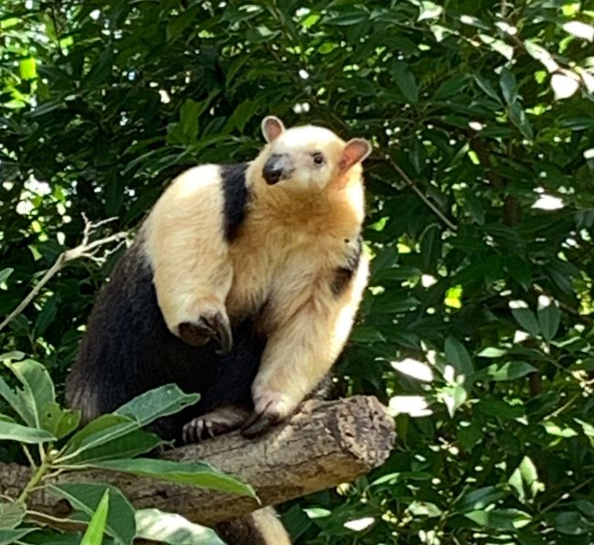 友人の公募展出展作を見るついでに、上野動物園を久し振りに。昼食後は銭湯でコックリ。