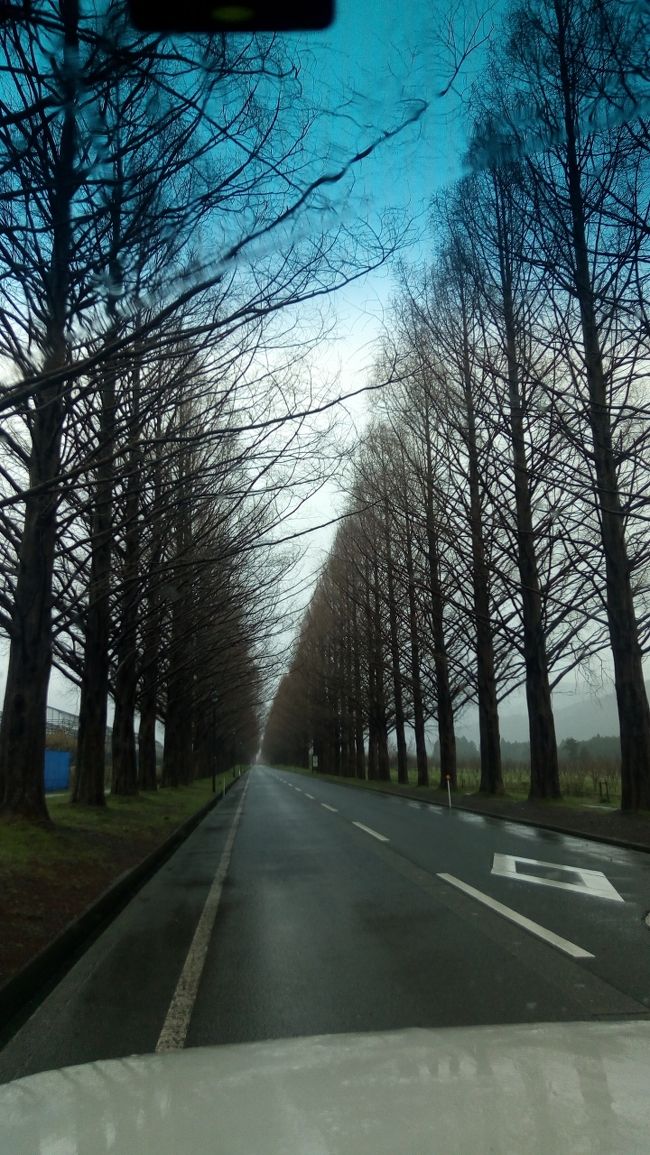 桜の季節も終わったころに、マキノと彦根に