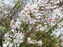 茨城で咲く桜探し筑西市