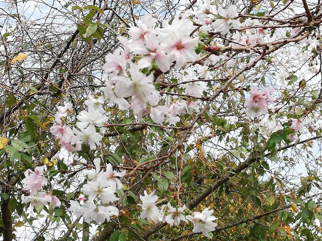 冬に見れる桜探して(まだ夏のような気候だが？)<br />あちこちうろついてる。<br />ネットで検索してもほとんど情報としてはない。<br />群馬の桜山公園や埼玉の城峯公園、豊田市小原町などが出てくるが！<br />茨城　冬桜で検索してもほとんど情報としてはないので、それならとお仕事のついでにいろいろなところに遠回り、寄り道で探してます。<br /><br />本日のコース<br />ザヒロサワシティ→正栄デリシィ→大宝八幡宮→弘経寺<br /><br />ザヒロサワシティ<br />桜がみれて、保存してるSL 新幹線、寝台列車がみれてお昼ご飯も500円で食べられて、無料てあけびまでたべられた。<br />正栄デリシ－<br />お土産に安チョコレートやクッキーなど買った<br />大宝天満宮<br />神社にお参り<br />弘経寺<br />彼岸花を見に行ったかまだ咲いてなかった
