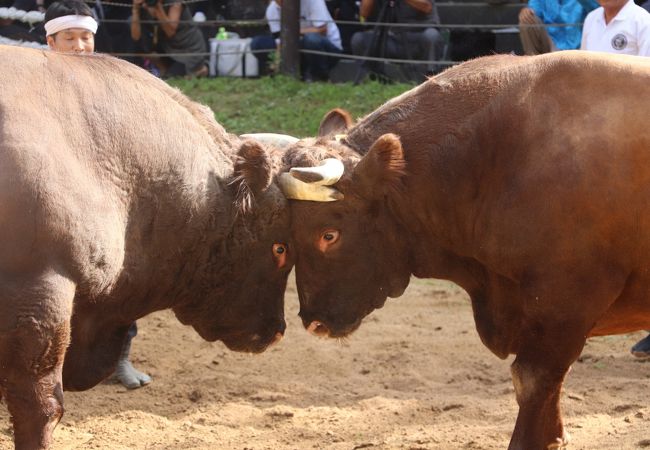 4回目の闘牛観戦 越後山古志牛の角突き<br /><br />越後山古志の牛の角突き、牛の角突き後牛のオーナーが牛の引き回し披露するのですが牛飼いのお爺ちゃんが亡くなったの代わってお婆ちゃんが場内一周、いつも世話をしてくれるおばちゃんが大好きなのか牛がモーモー啼きながらの場内一周、感動して涙が出そうになりました。闘牛場内は女人禁制でしたが解禁されたのは割と最近のことだそうです。大相撲も見習うべきですね。写真は立派な角を持つおばあちゃんが大好きな栃尾の景虎号です。胸を張って誇らしげなおばあちゃんも素敵です。